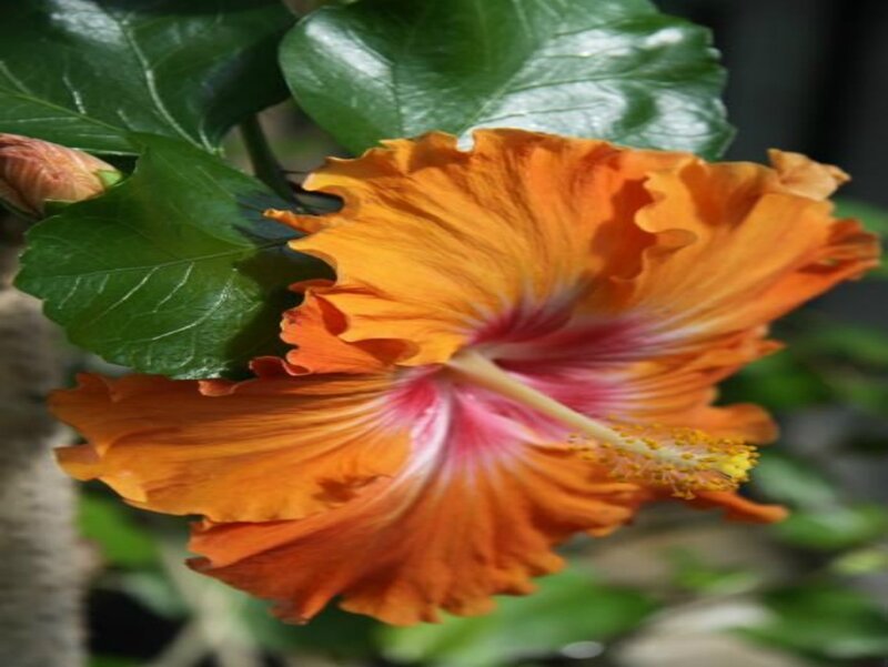 Orange Hibiscus Flower — Vibrant, Photograph, Green Leaves