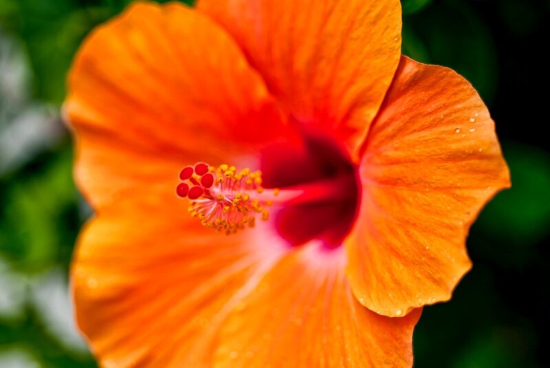 Orange Hibiscus Flower — Vibrant, Photograph, Petals