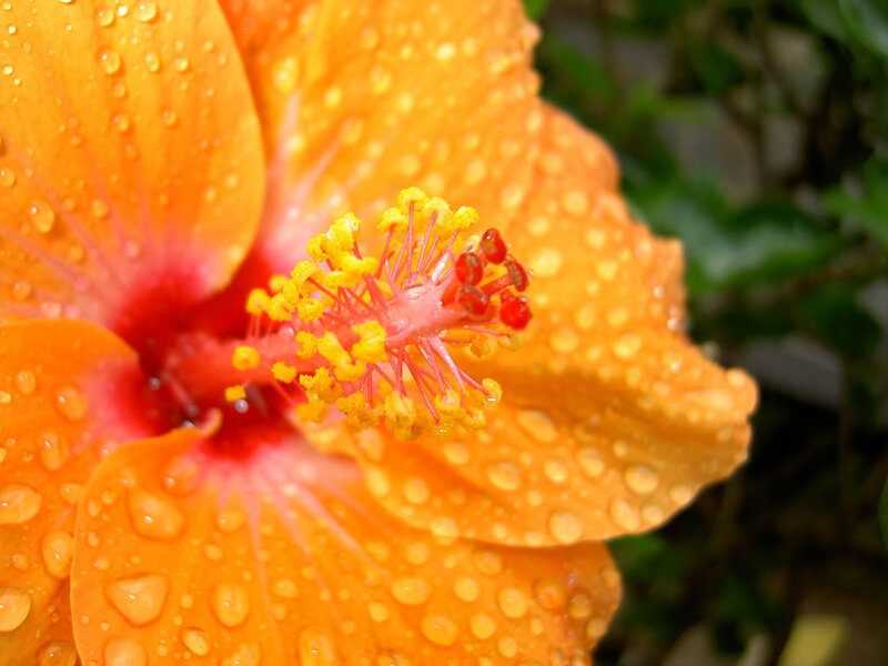 Orange Hibiscus Flower — Vibrant, Photograph