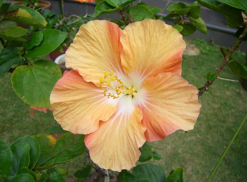 Orange Hibiscus Flower — Yellow
