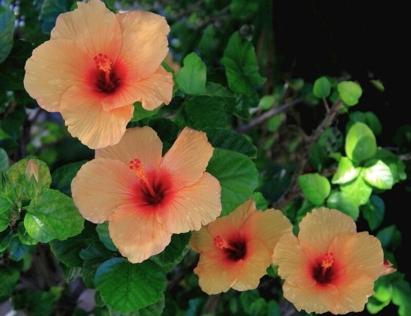 Orange Hibiscus Flowers