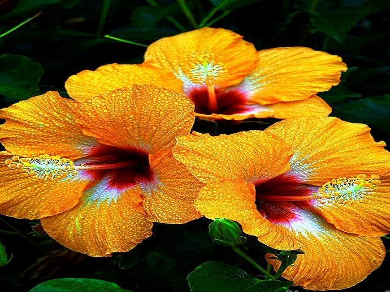 Orange Hibiscus Flowers — Vibrant