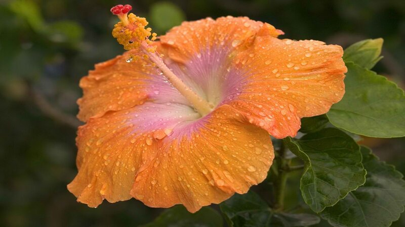 orange hibiscus with water droplets