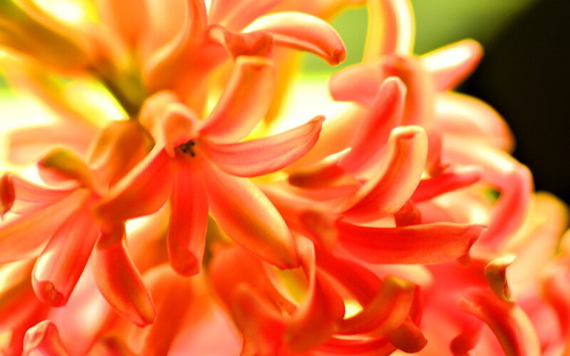 Orange Hyacinth Flower