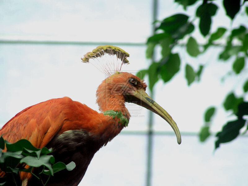 orange ibis with crest
