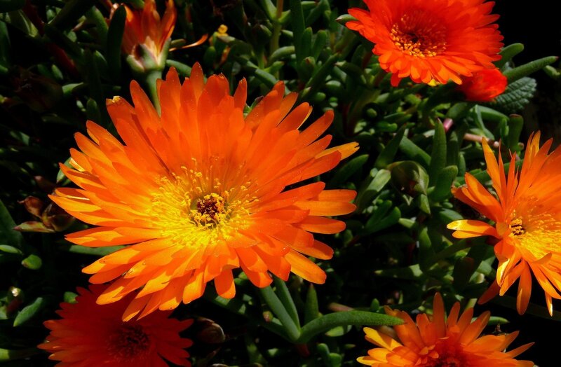 Orange Ice Plant Flowers