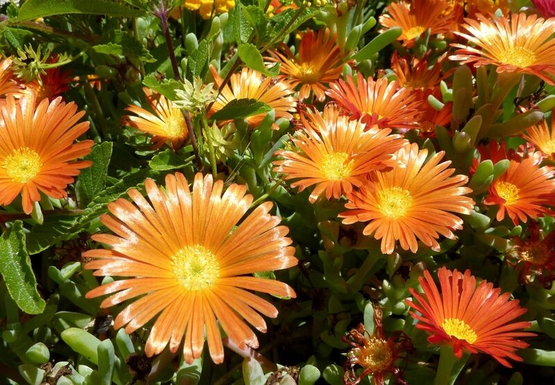 Orange Ice Plant Flowers — Vibrant