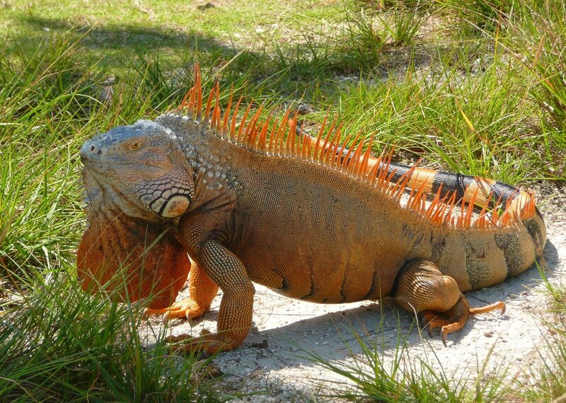 orange iguana in grass