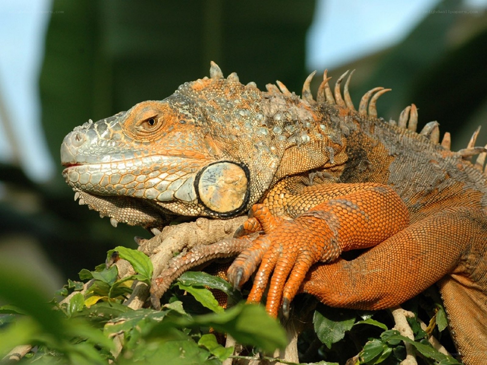 orange iguana on a branch