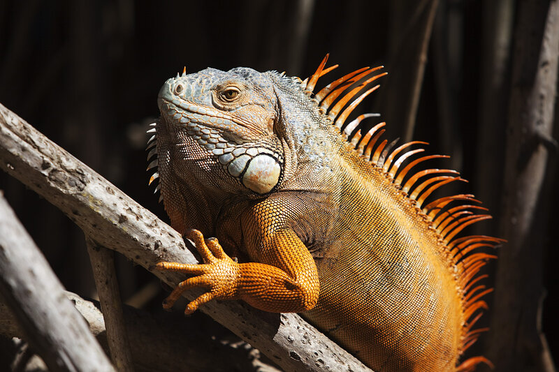 Orange Iguana on Branch