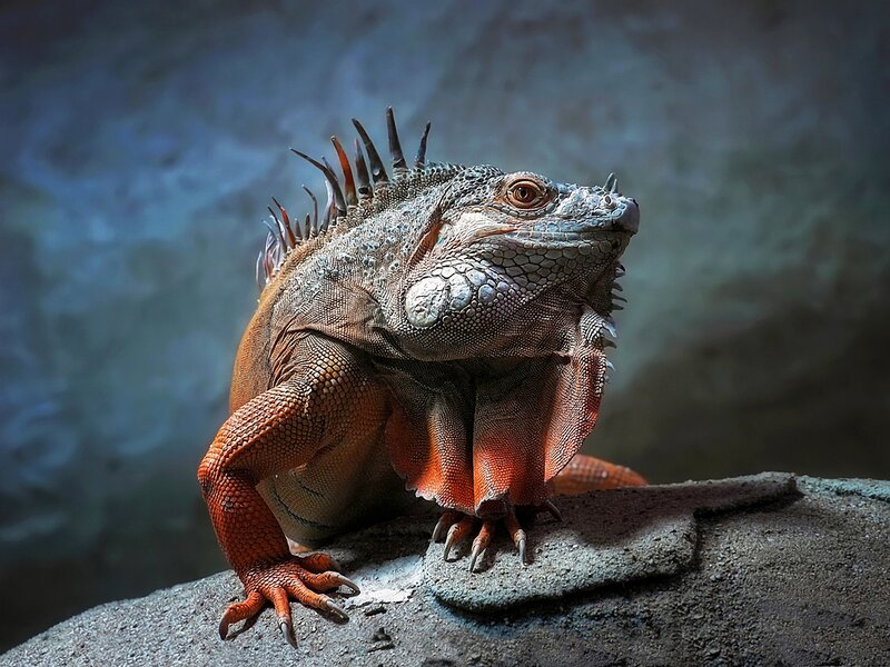 Orange Iguana on Rock