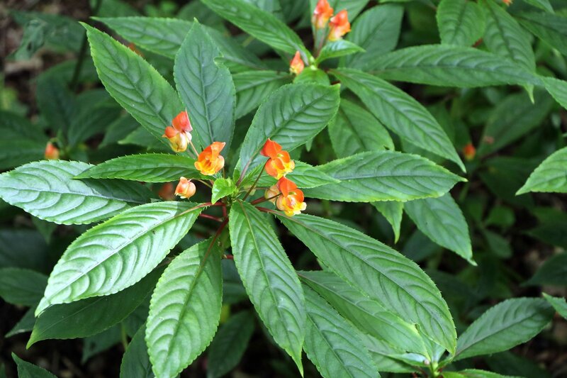 Orange Impatiens Flowers — Green
