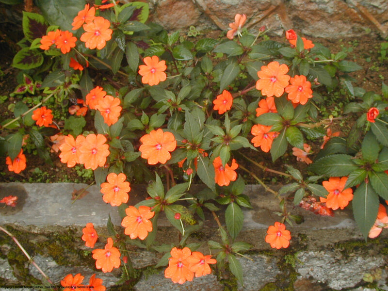 Orange Impatiens Flowers — Natural