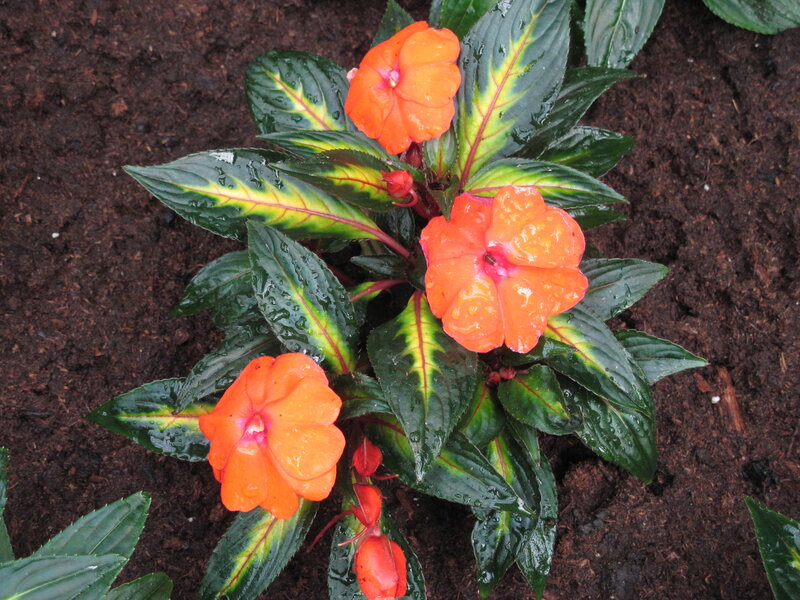 Orange Impatiens Flowers