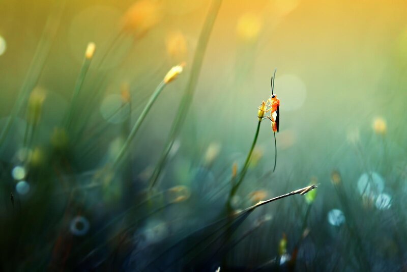 Orange Insect on Grass