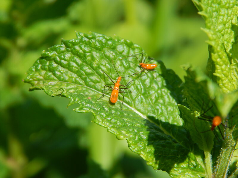 Orange Insects on Leaf