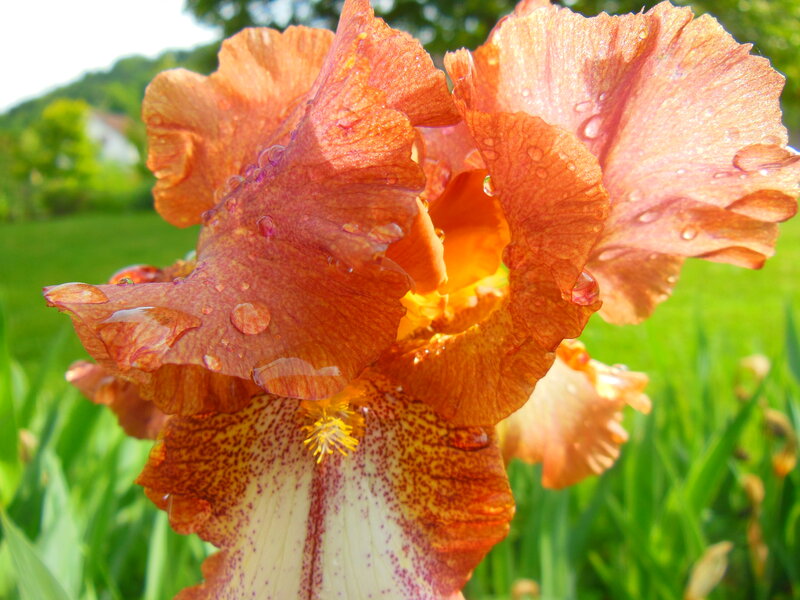 Orange Iris Flower