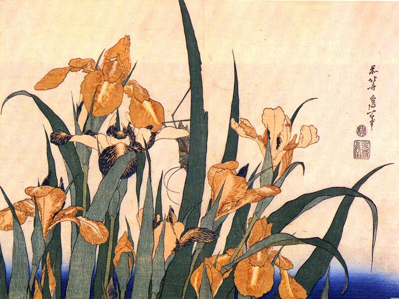 Orange Irises in Grass