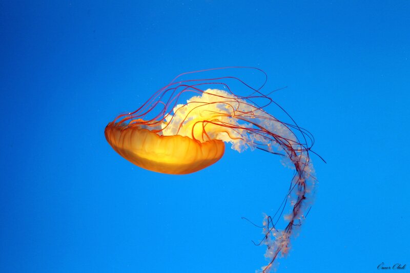 Orange Jellyfish — Blue, Serene