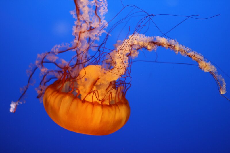 Orange jellyfish in blue water