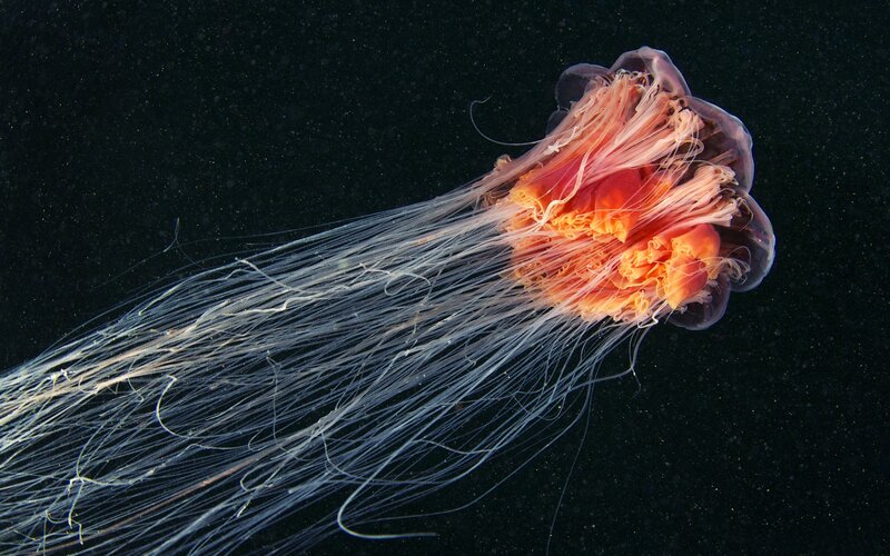 Orange Jellyfish in Water — Black