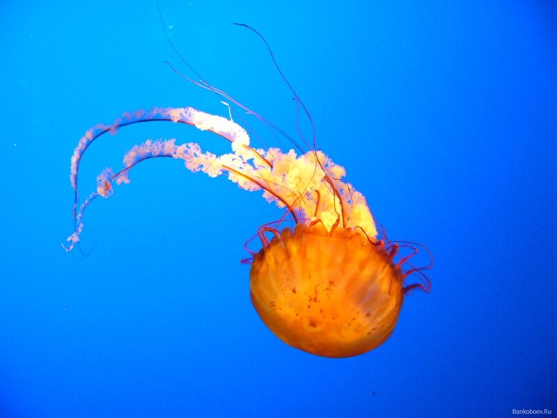Orange Jellyfish in Water — Blue