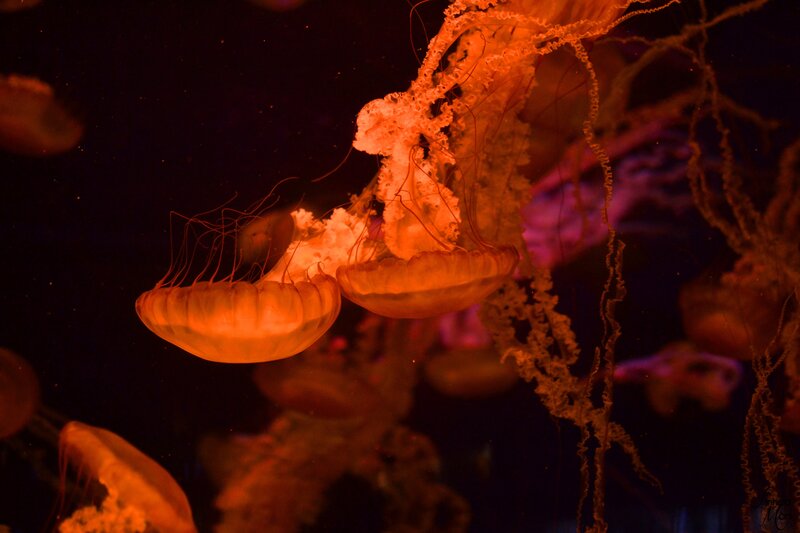 Orange Jellyfish in Water — Dramatic