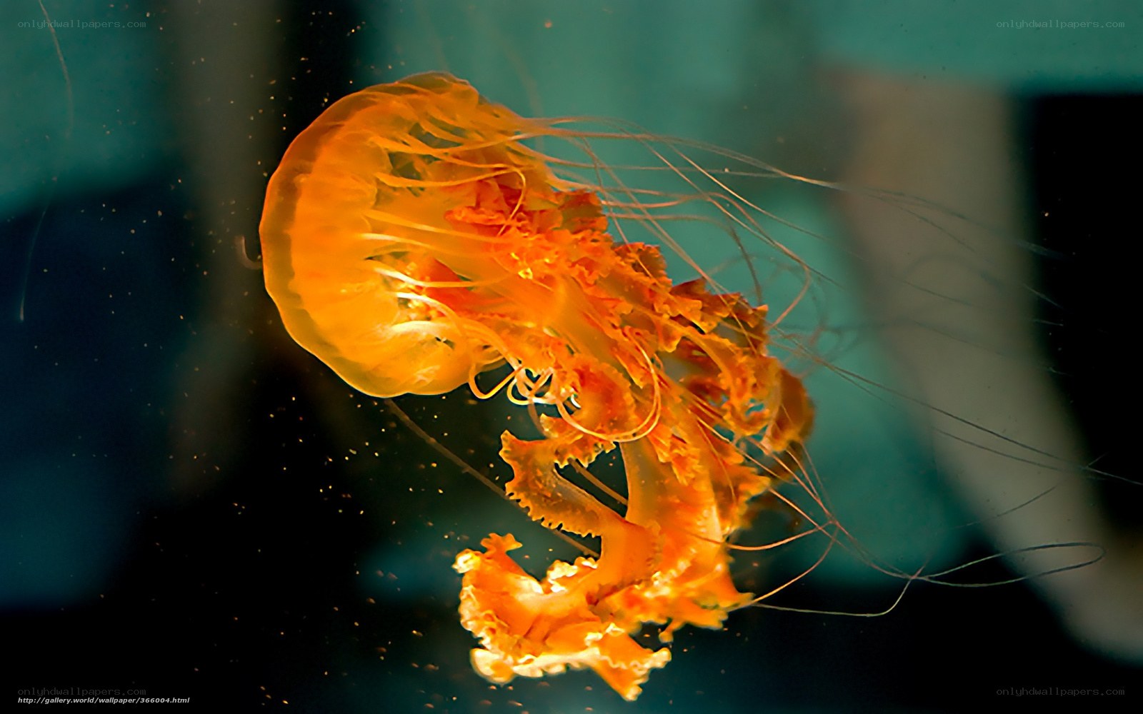Orange jellyfish in water