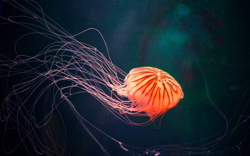 Orange Jellyfish — Serene
