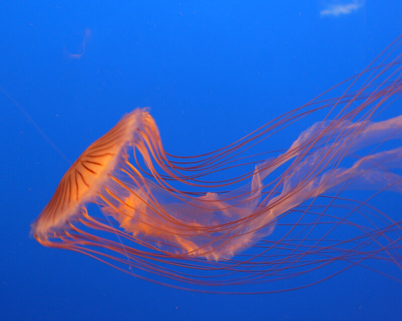 Orange Jellyfish