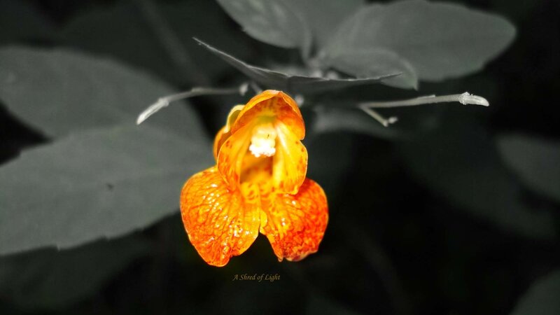 Orange Jewelweed Flower