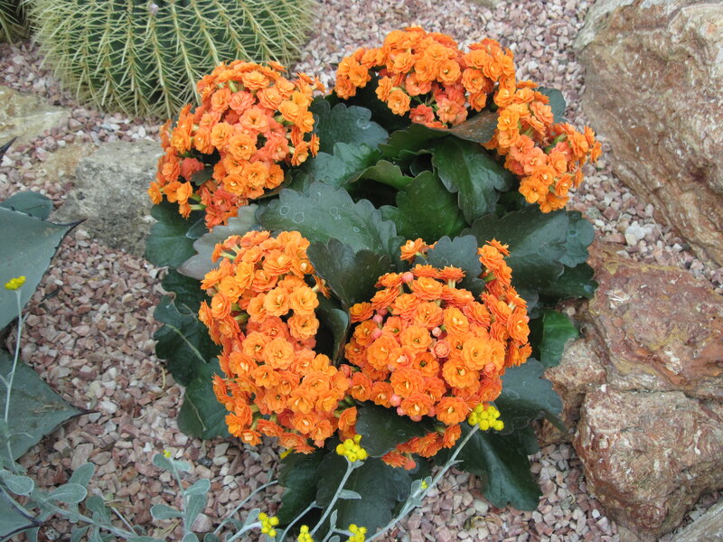 Orange Kalanchoe Flowers — Calm, Afternoon, Photograph, Cactus