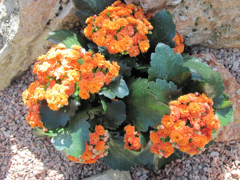 Orange Kalanchoe Flowers — Calm, Afternoon, Photograph, Rocks