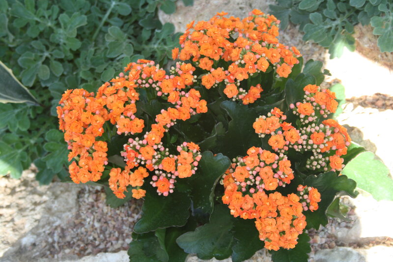 Orange Kalanchoe Flowers — Calm, Afternoon, Photograph