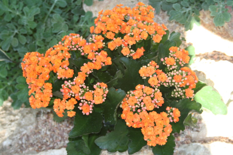 Orange Kalanchoe Flowers — Calm, Afternoon