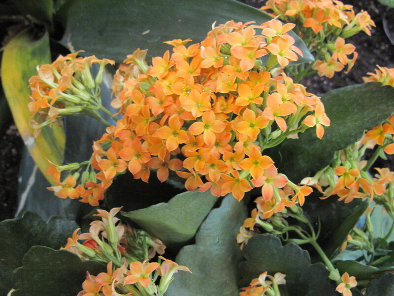 Orange Kalanchoe Flowers — Calm, Photograph