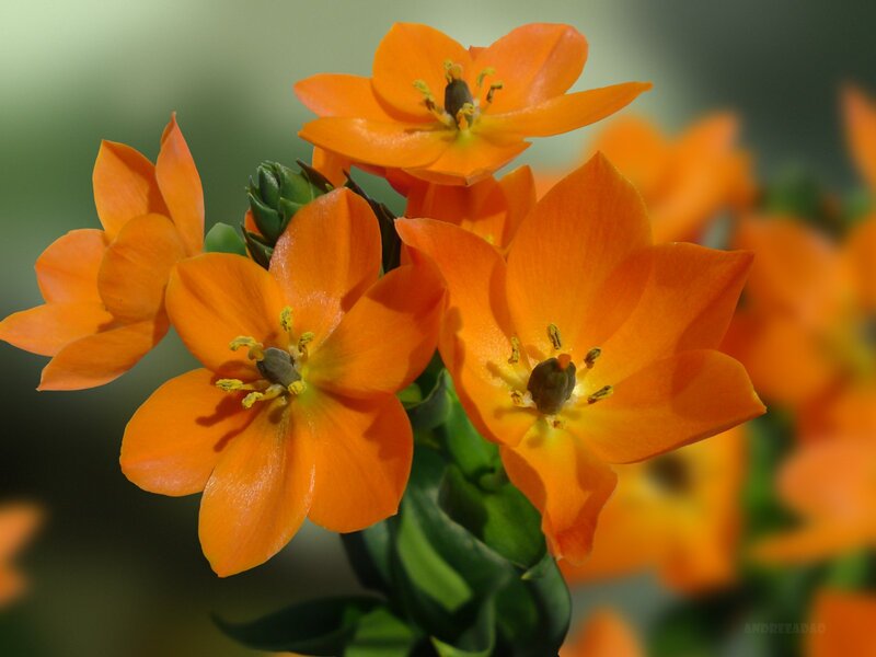 Orange Kalanchoe Flowers — Calm