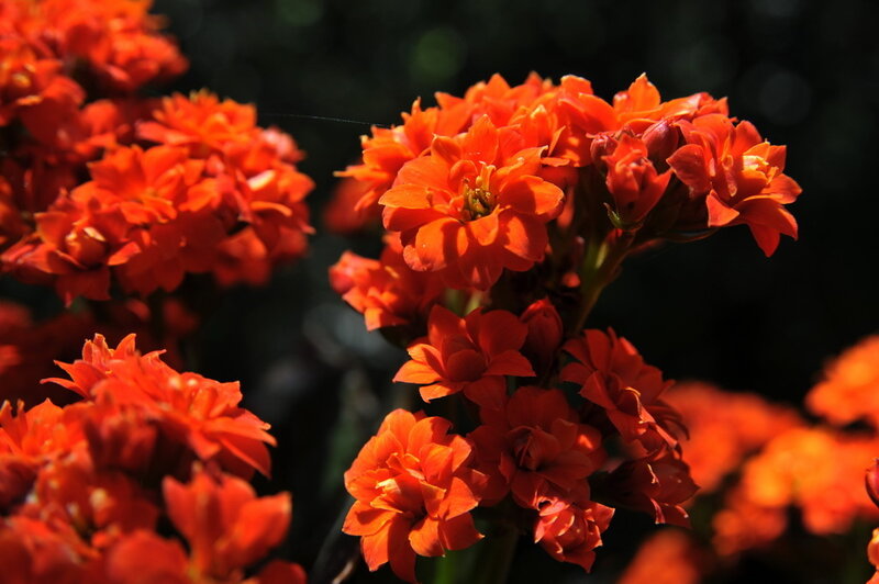 Orange Kalanchoe Flowers — Dramatic