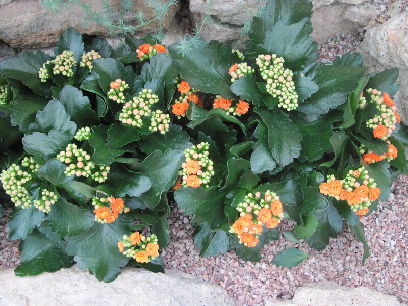 Orange Kalanchoe Flowers — Green, Calm, Afternoon