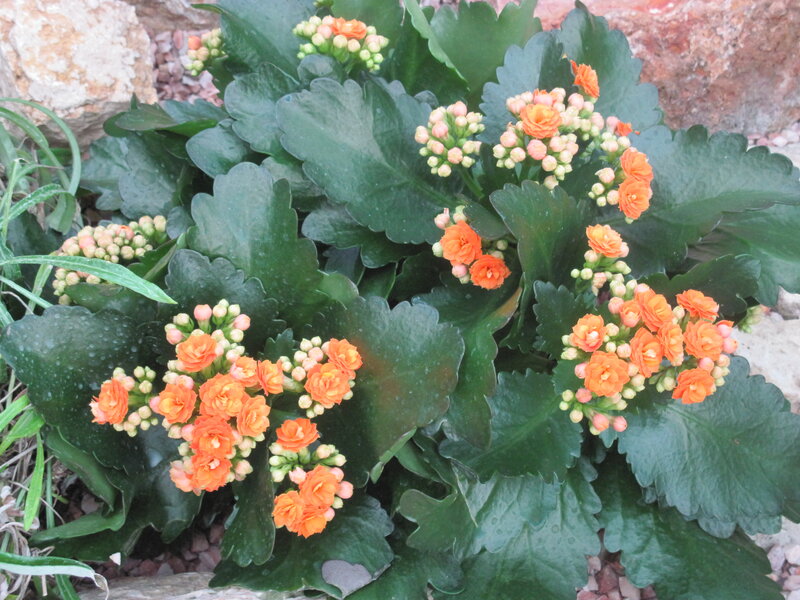 Orange Kalanchoe Flowers — Green, Calm