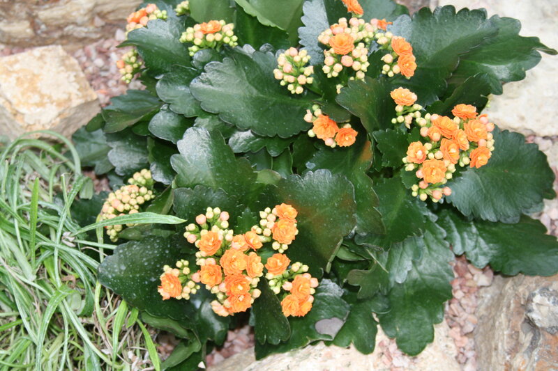 Orange Kalanchoe Flowers — Green