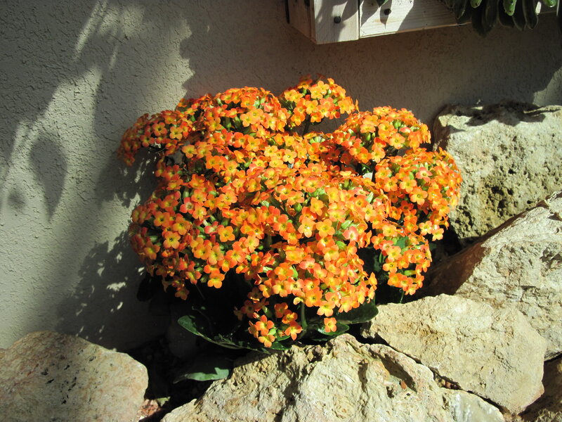 Orange Kalanchoe Flowers — Serene, Afternoon