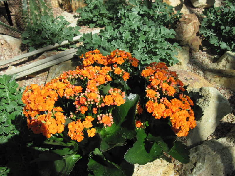 Orange Kalanchoe Flowers — Serene