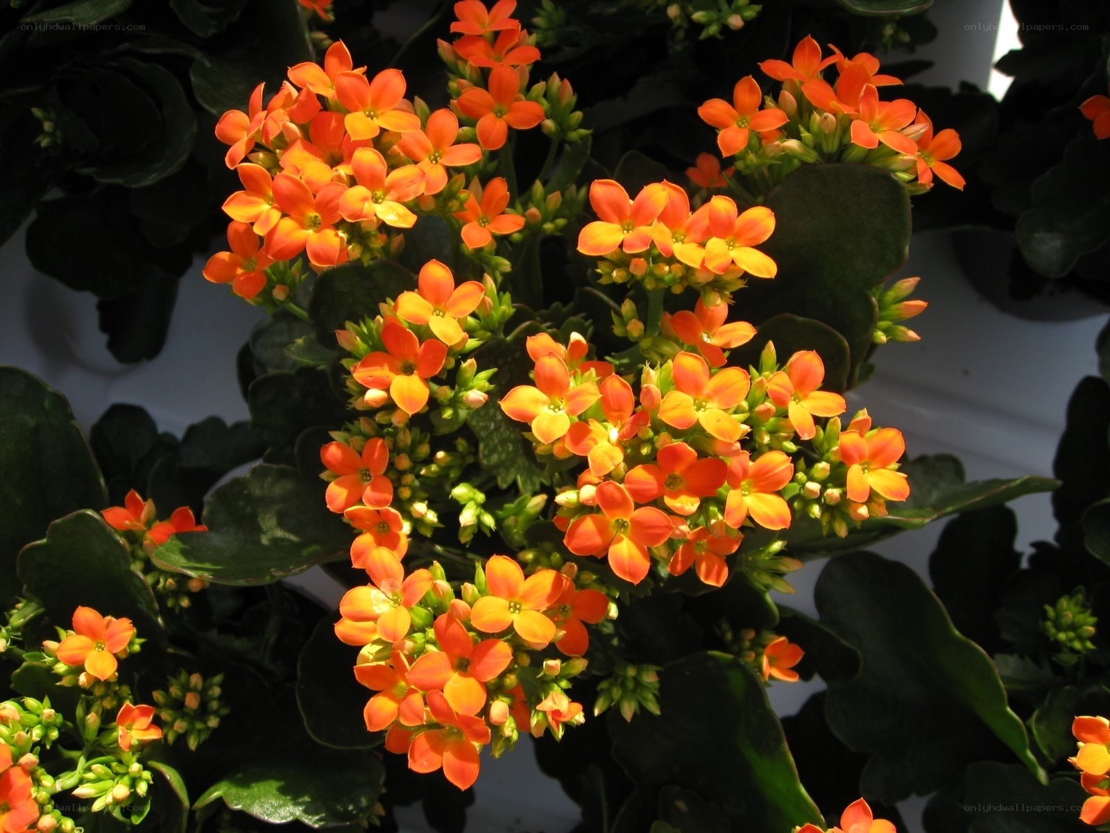 Orange Kalanchoe Flowers