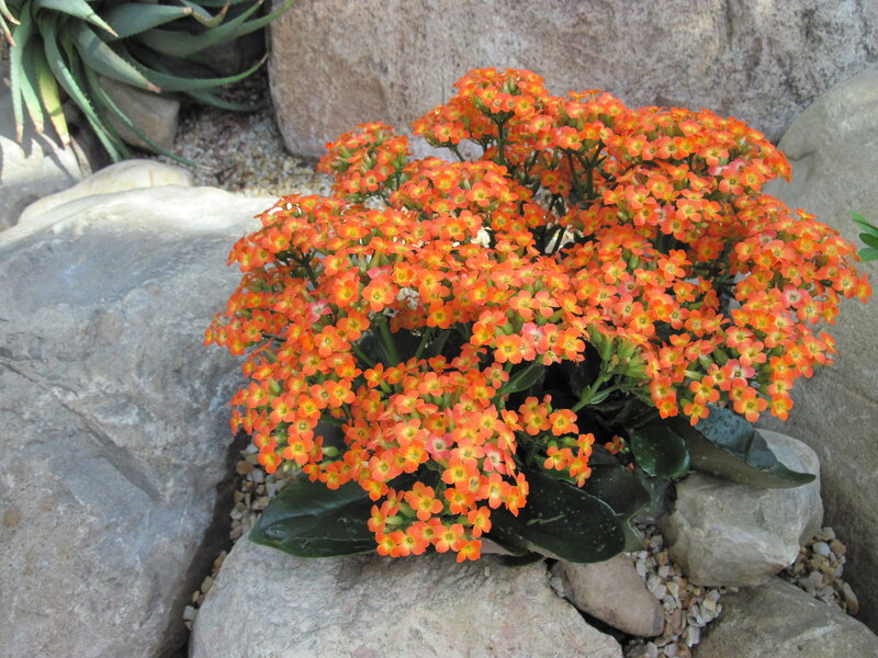 Orange Kalanchoe Plant — Calm, Afternoon, Photograph