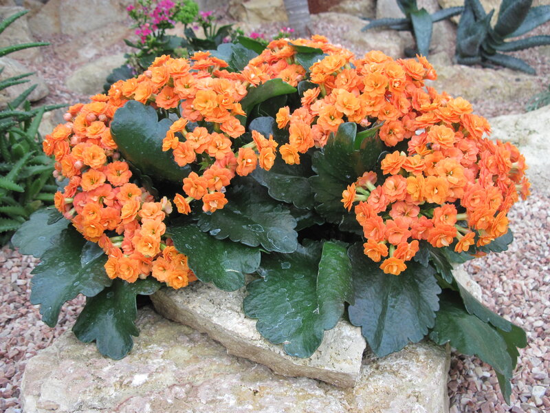 Orange Kalanchoe Plant — Calm, Afternoon