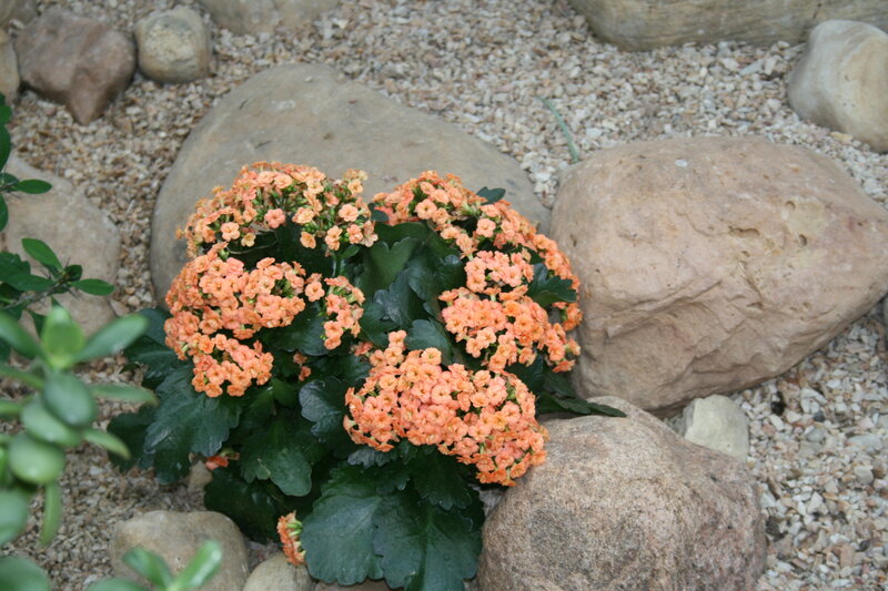 Orange Kalanchoe Plant — Calm