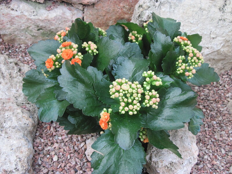 Orange Kalanchoe Plant — Green, Calm