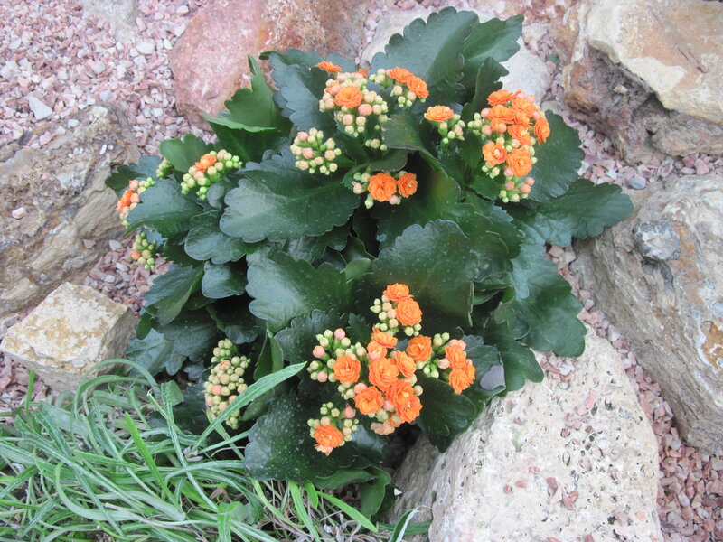 Orange Kalanchoe Plant — Green
