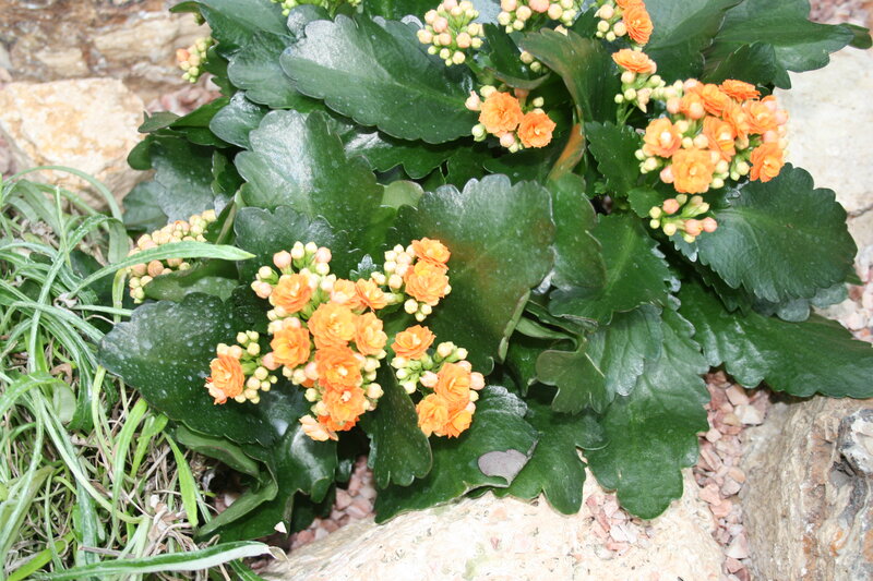 Orange Kalanchoe Plant